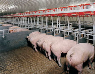 Поросні свиноматки мають отримувати повноцінну й збалансовану годівлю